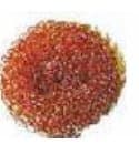 Scourers Bulk